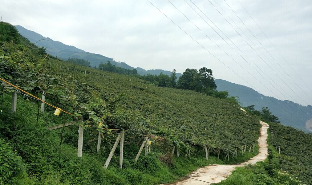 猕猴桃种植基地 即墨区通济新经