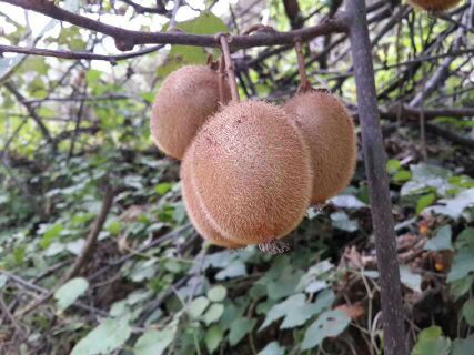猕猴桃种植基地获有机认证(图)