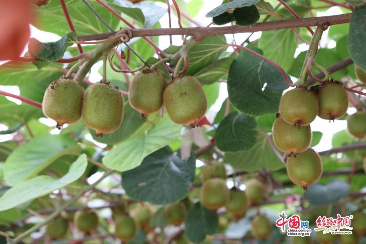 周至猕猴桃采摘标准：平均可溶性