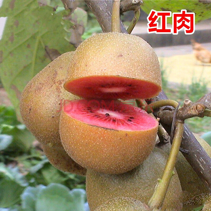 这款新品猕猴桃的栽种方法，一年