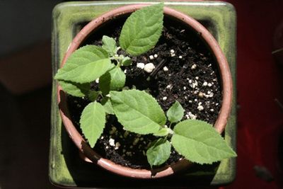 猕猴桃种植基地_猕猴桃的种植要求及种植技术要求_猕猴桃种植要求