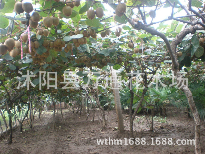 黄平县大碾房村：300亩猕猴桃