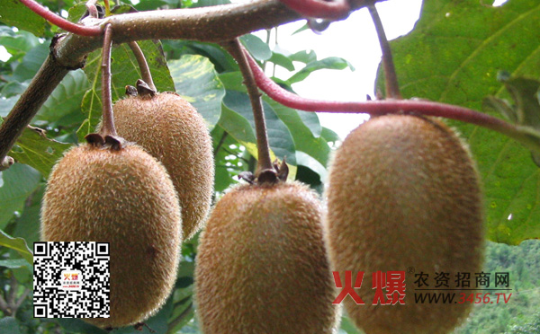 猕猴桃是种植技术吗？由小编来告