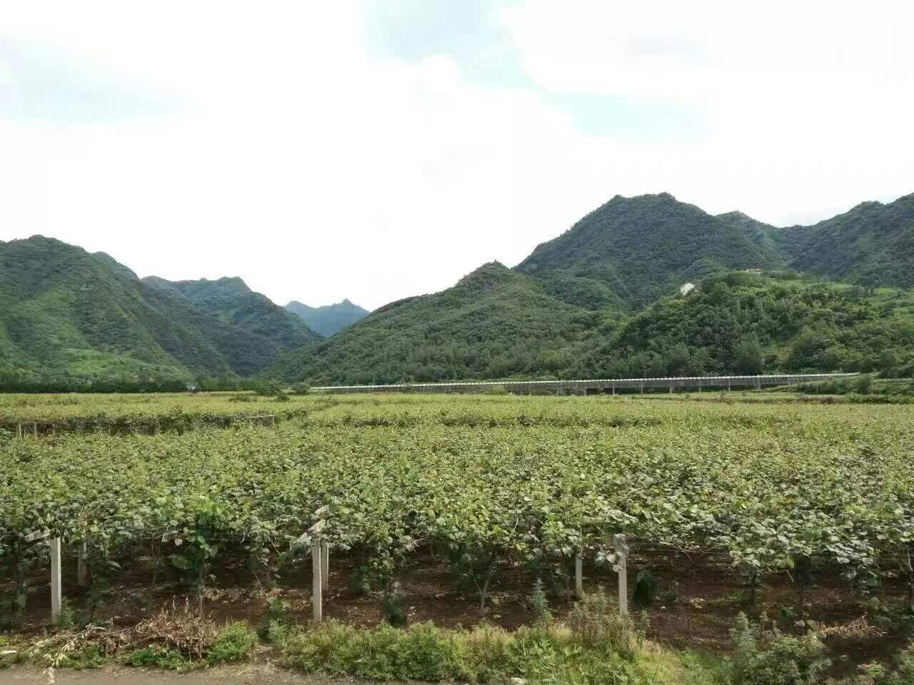 周至猕猴桃 
庆祝中国农民丰收