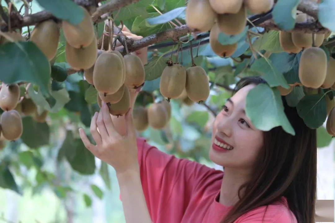 徐香猕猴桃什么时候上市?猕猴桃几月份成熟?猕猴桃