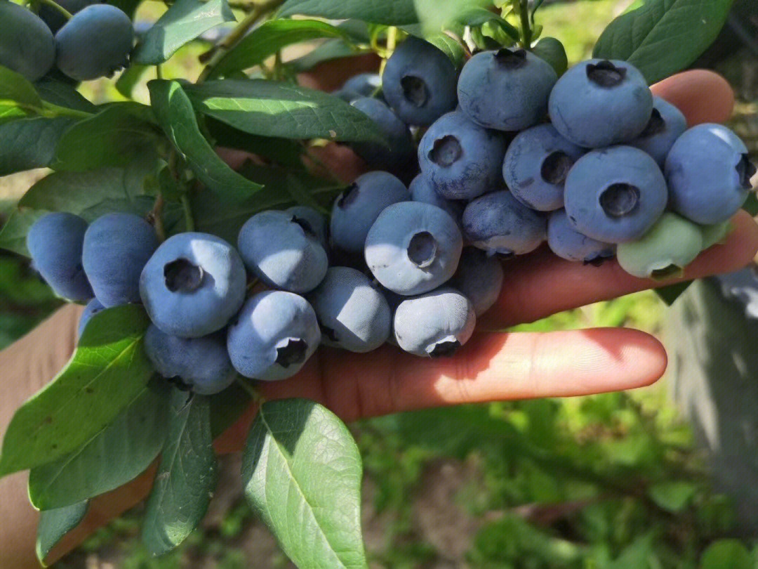 蓝莓的品种有哪些？蓝
