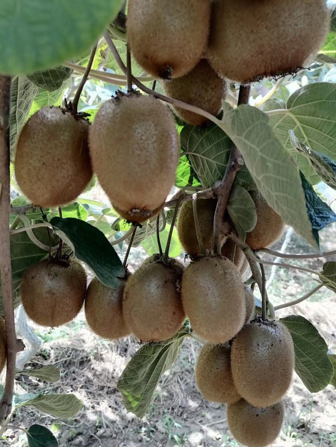 陕西眉县猕猴桃几月成熟好吃，成熟时间是每年什么时候？
