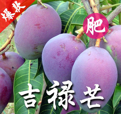 金寨县高山猕猴桃种植
