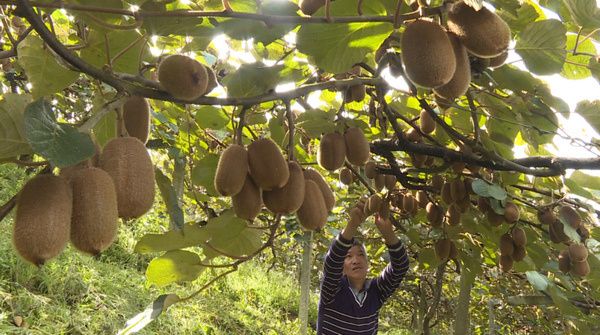 中国科学院武汉植物园