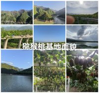 陕西猕猴桃从哪里可以联系到基地