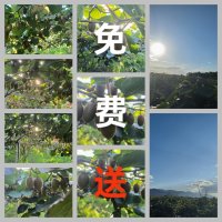 陕西猕猴桃周至眉县关系揭秘，同