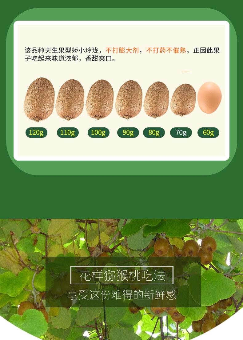 陕西周至县优质猕猴桃产地选择指南